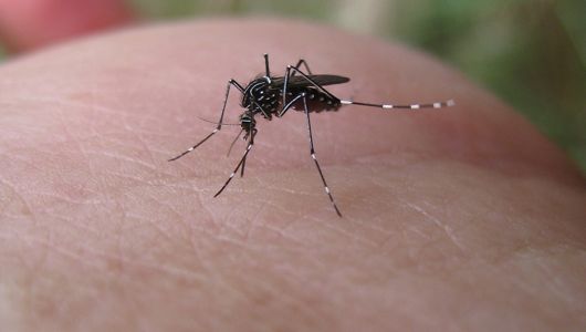 Causes of malaria: mosquito bites.