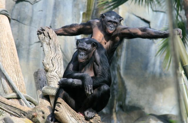 Monkeys at San Diego Zoo.