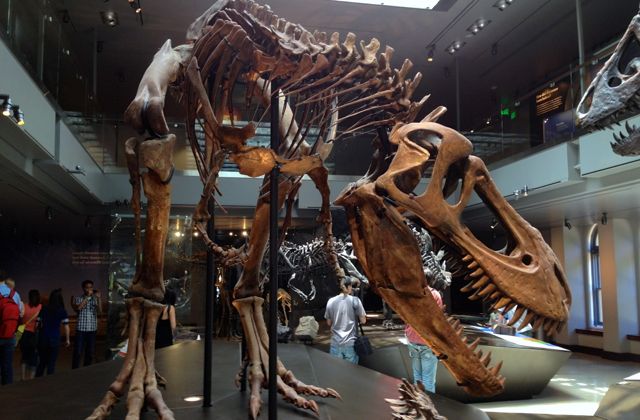 Dinosaur fossils at LA Natural History Museum. 