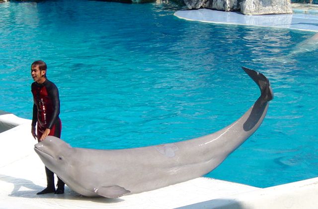 Dolphin at Safari World aquarium.