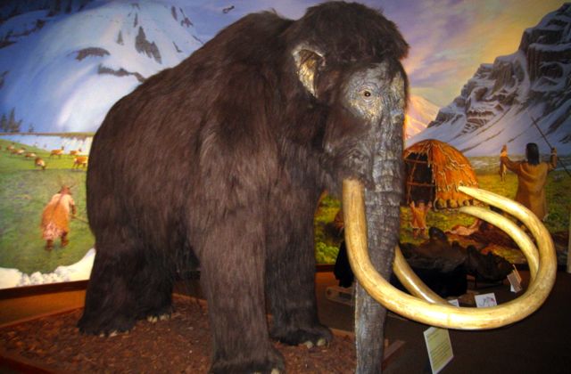 Wooly Mammoth at Page Museum in LA. 