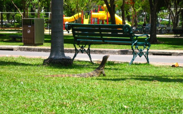A playground and monitor lizard in Lumpini Park near Siam Center in central Bangkok.