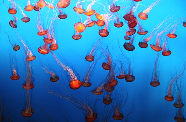 Jellyfish tank at Monterey Bay Aquarium.