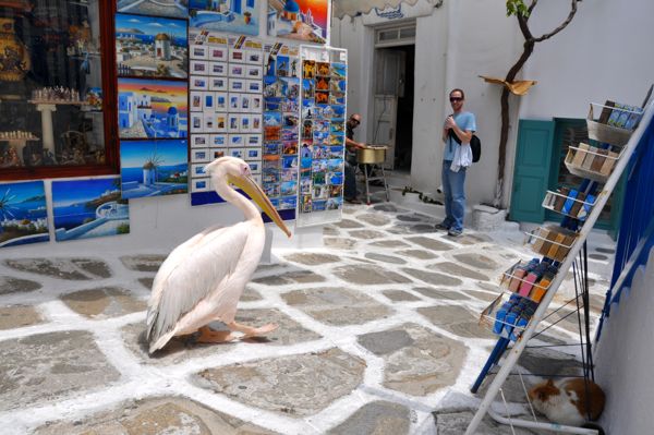 A pelican in Mykonos Town.