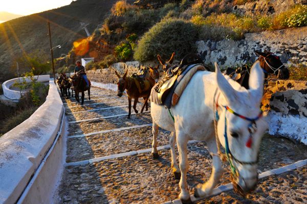 Donkeys in Santorini.