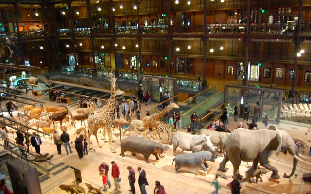 Natural History Museum with Kids