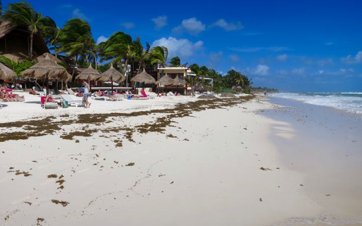 Seaweed on Tulum Beach
