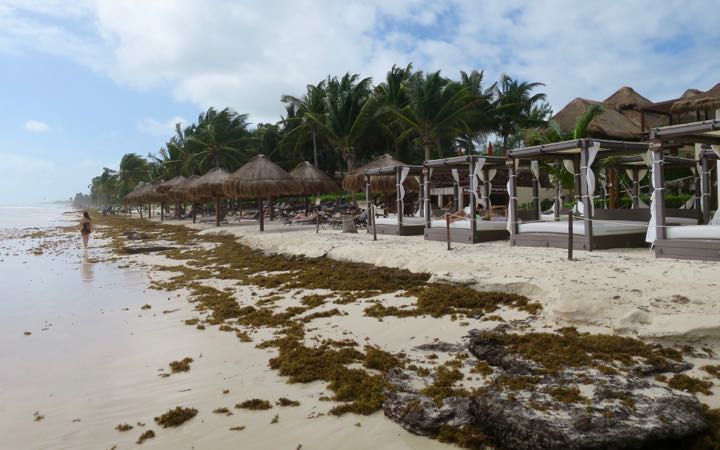 Seaweed on Tulum Beach