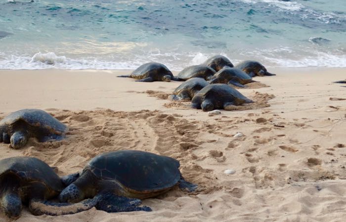 Sea turtles swim ashore at sunset on Maui's Ho'okipa Beach