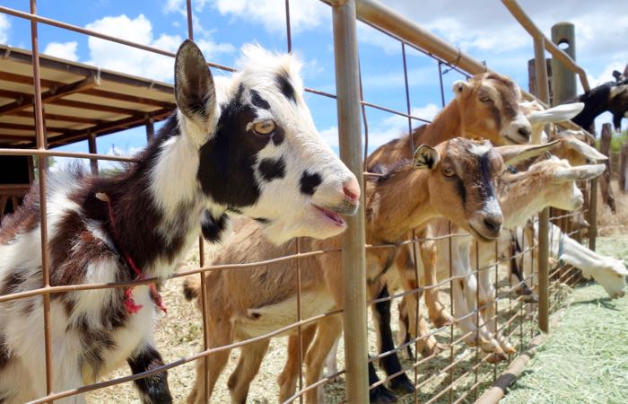 Working goat dairy farm on Maui