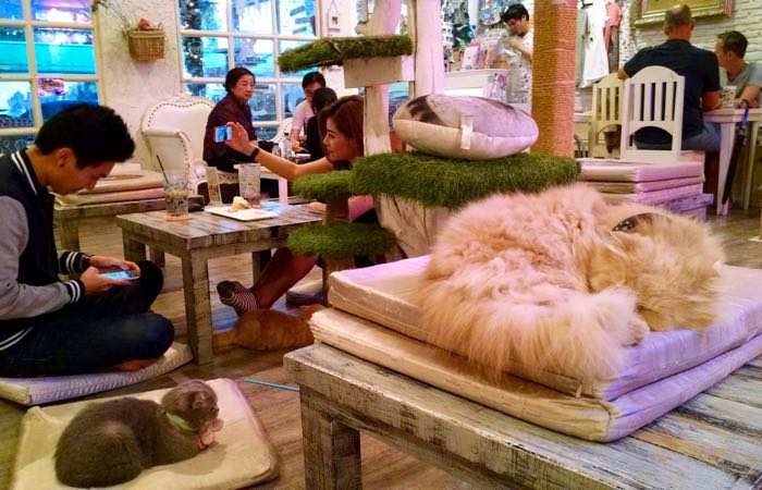 Bangkok's Caturday Cat Cafe charges no entrance fee