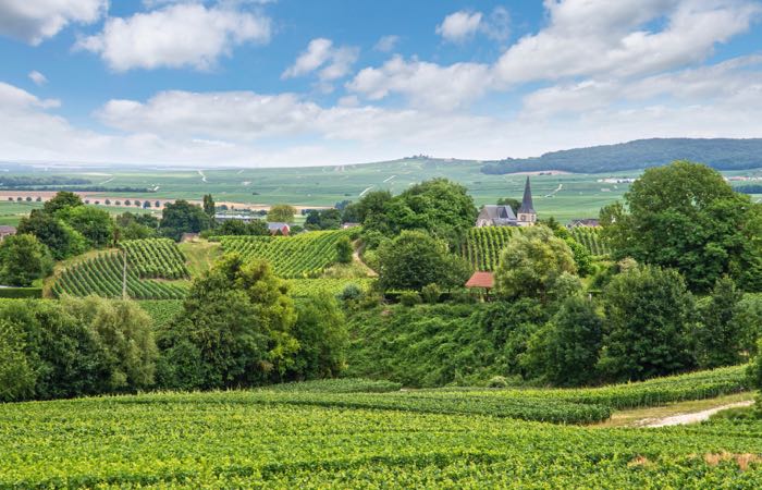 Vineyards at Montagne de Reims, France