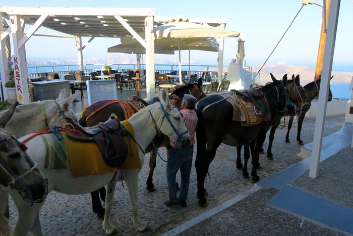 Morning tour with donkeys in Santorini.