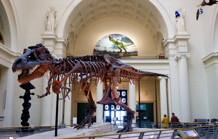 The most complete T Rex fossil ever discovered is in Chicago's Field Museum.