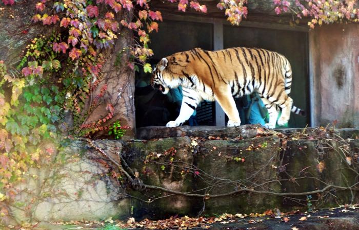 Chicago's Lincoln Park Zoo is open year-round and admission is always free.