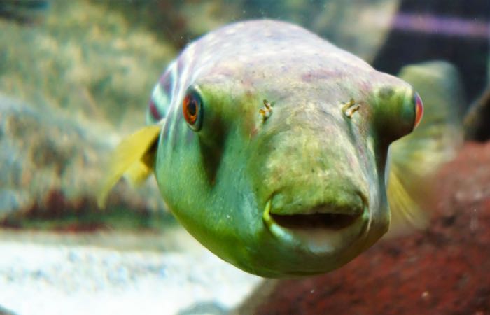 Visit fish and marine mammals of all types at Chicago's Shedd Aquarium.