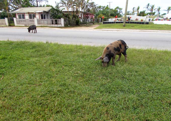Pigs roam freely on the esplanades near the town centre.