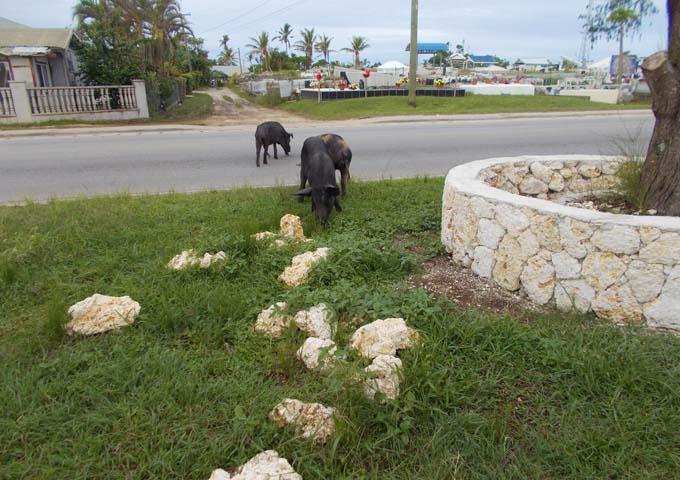 Pigs roam freely in the park opposite the hotel.
