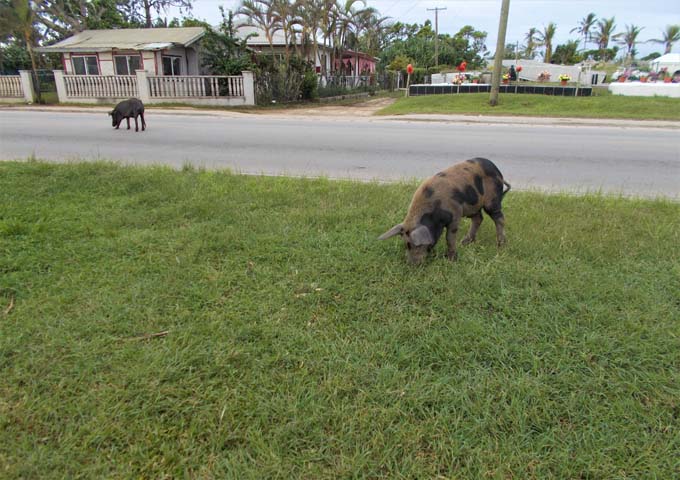 Pigs freely graze along the esplanade.