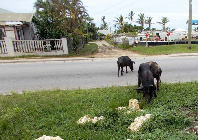 Pigs roam freely on the esplanade.