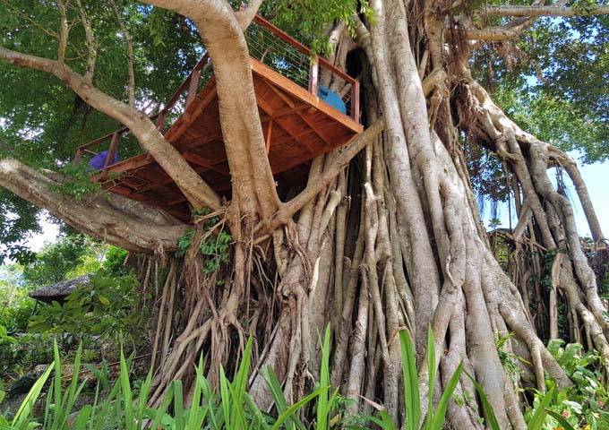 The resort features a giant banyan tree with a large treehouse.