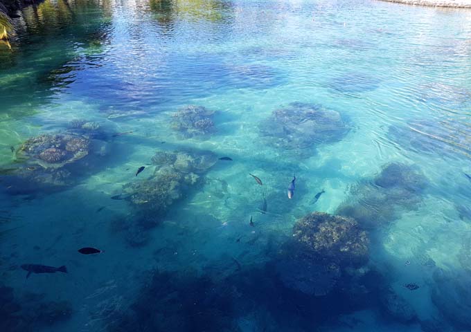 The resorts lagoonarium is popular with amateur snorkelers.