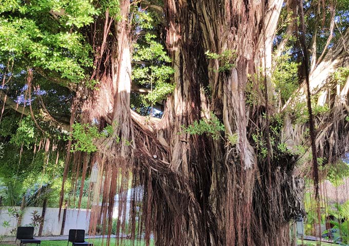 A huge banyan tree dominates the garden.