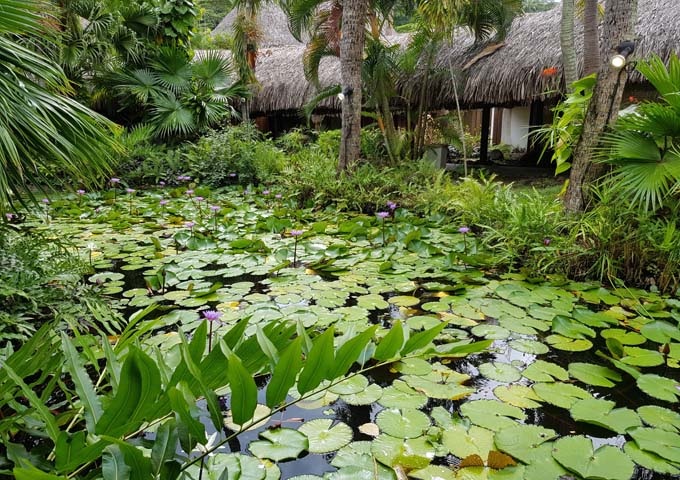 The tropical gardens at the resort feature ponds.