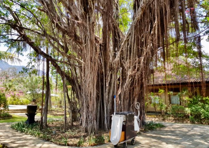 The resort grounds are dominated by a magnificent old banyan tree.