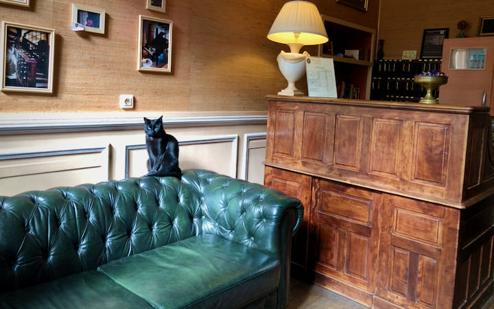 Black cat perched on a green leather sofa