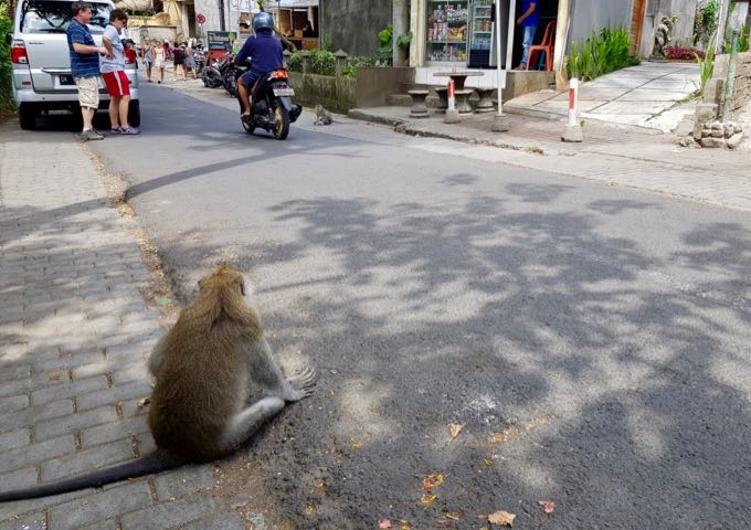 Monkeys from the sanctuary frequent the main street.