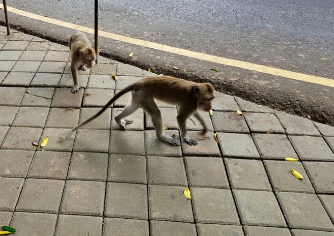 Monkeys from the sanctuary are regularly seen on the streets.