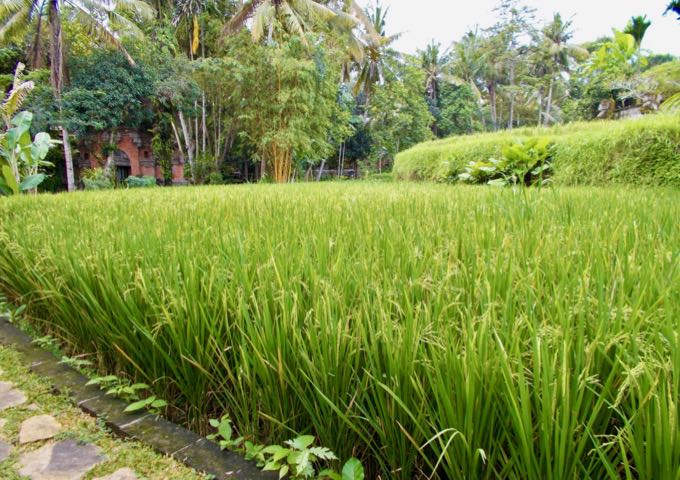 There are flourishing rice fields within the resort grounds.
