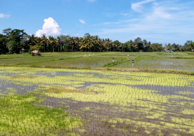 The resort is located among rice fields outside Ubud.