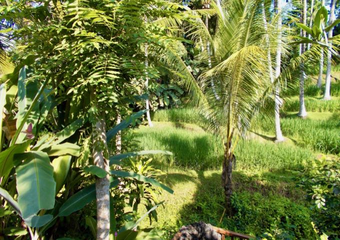 The hotel is located between the busy main road and rice fields in the front, and coconut plantations at the back.