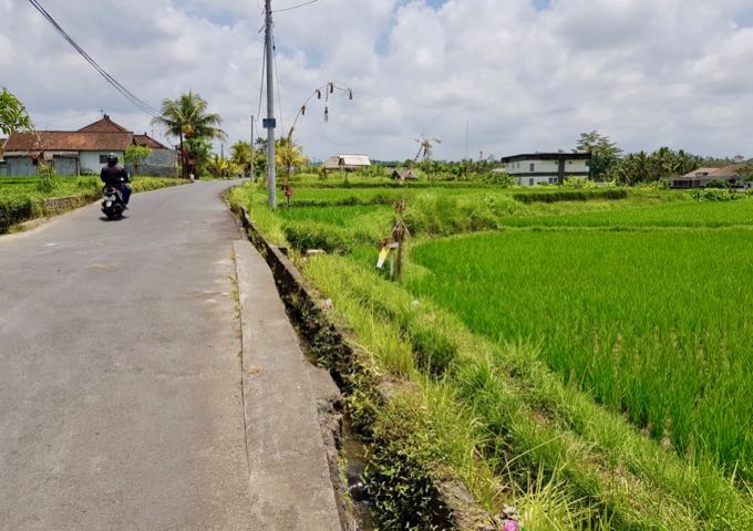 Going north from the hotel entrance leads to beautiful fields of rice.