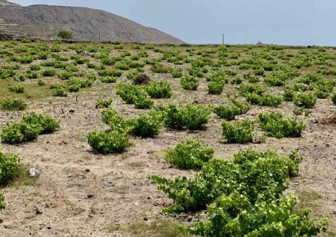 Vineyard at Boutari Winery in Megalochori, Santorini.