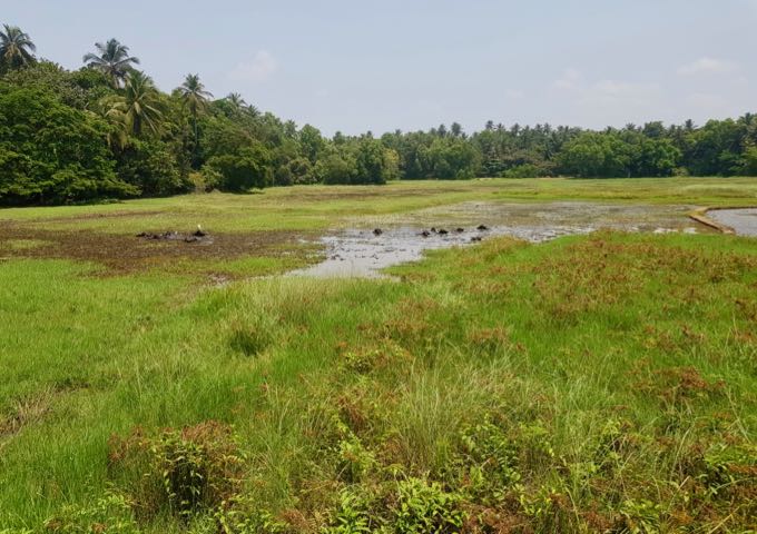 The farms behind the resort feature buffaloes and herons.