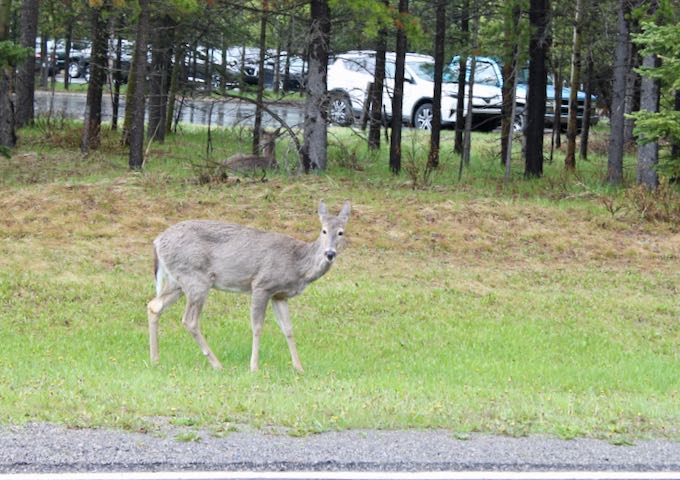 A lot of wildlife can be seen around the lodge and village.