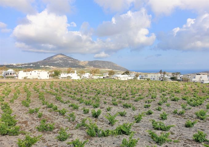 Santorini vineyards in Megalochori