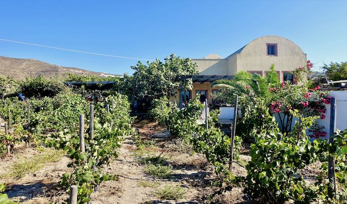 Domaine Sigalas winery near Finikia, Santorini