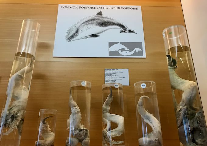 The Icelandic Phallological Museum is dedicated to animal penises.