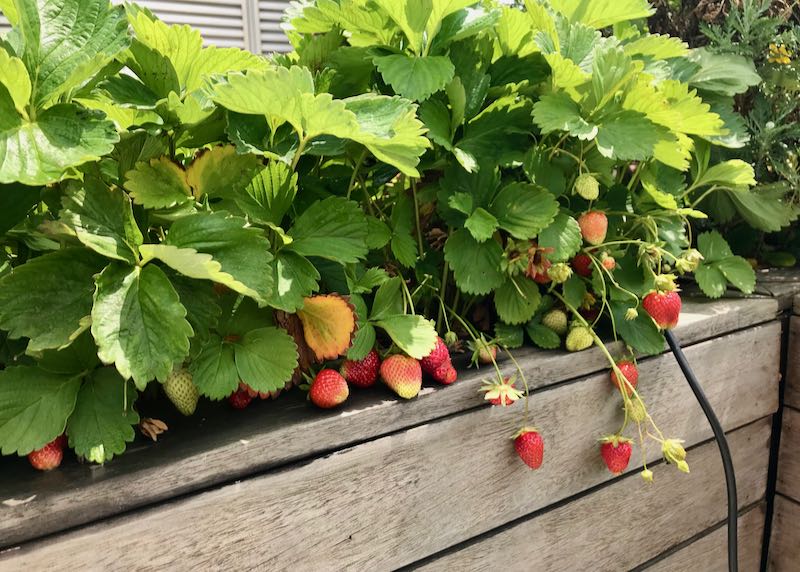 Strawberries are grown in a corner of the roof.