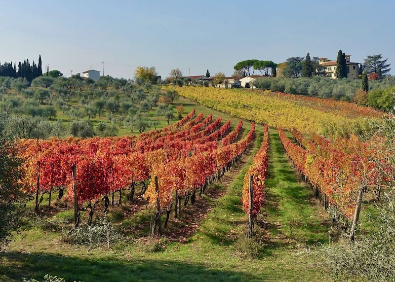 Chianti vineyards near Florence, Italy