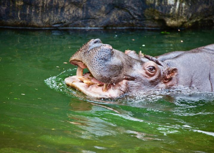 Hippopotamus at the Woodland Park Zoo in Seattle Washington.