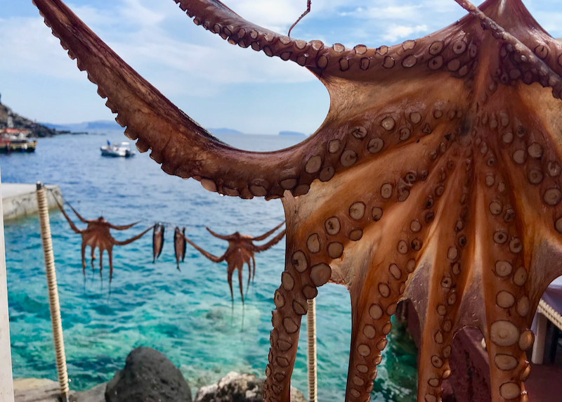 hanging octopus