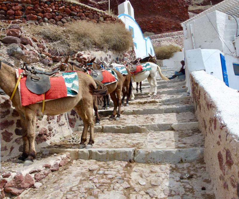 donkeys on walking path stairs