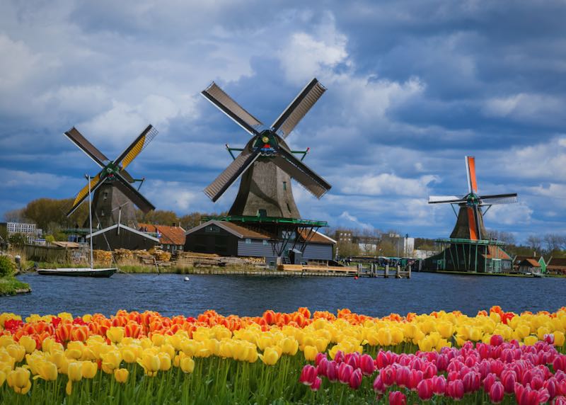 The Zaanse Schans windmills, seen from across the water in a tulip field