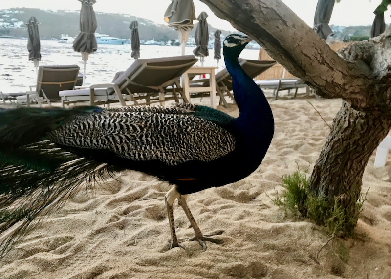 resident peacock