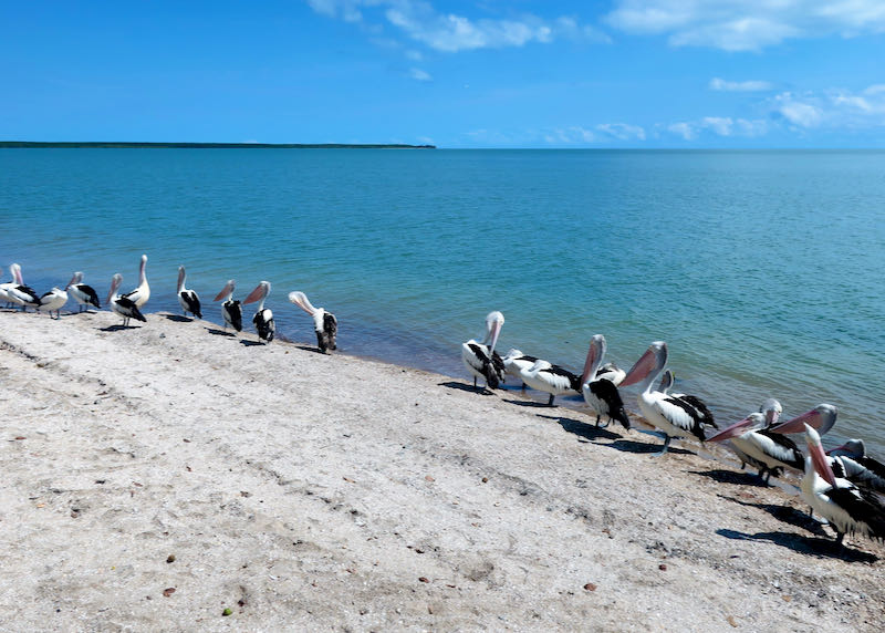 There are often pelicans in front of the hotel.